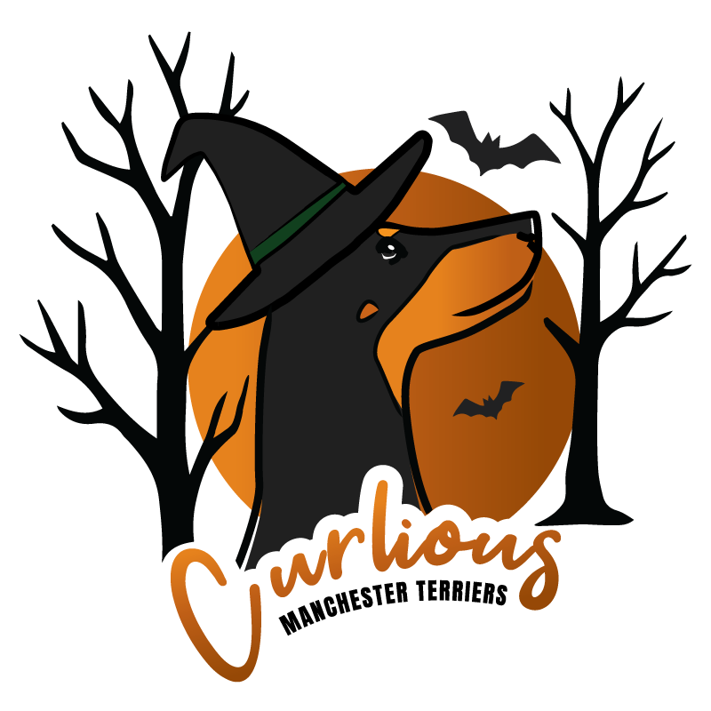 Halloween version of the Curlious Manchester Terriers logo, featuring a black and tan Manchester Terrier in an orange circle with bare trees, a witch’s hat, and bats flying overhead.