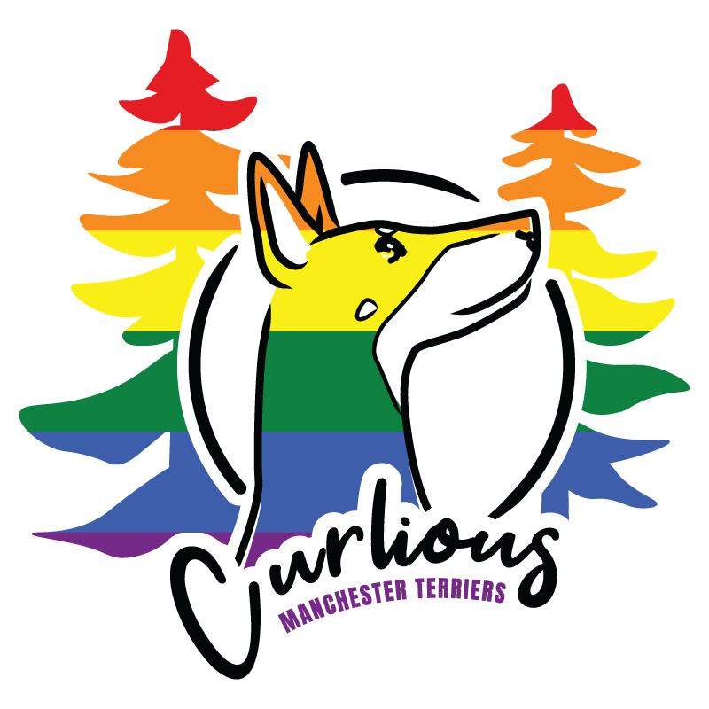 Pride edition of the Curlious Manchester Terriers logo, showing an illustrated black and tan Manchester Terrier in a circle with trees and accents transformed into Pride flag colours.