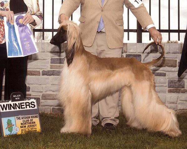 Am/Can CH Taji Curlious Dreams In Red MazShalna&nbsp;CGN&nbsp;NTD, winning one of his three majors handled by his breeeder/co-owner Yancy Russell.
