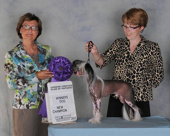 Jagger | CanCH Curlious C Dos Run