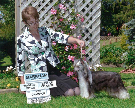 Maki | AmGCH CanGCH Curlious That's How I Roll