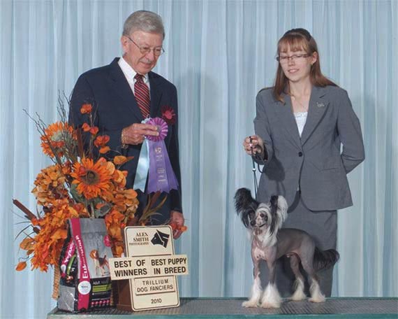 Mischief | AmGCH, CanCH Jewels Ringleader CGN