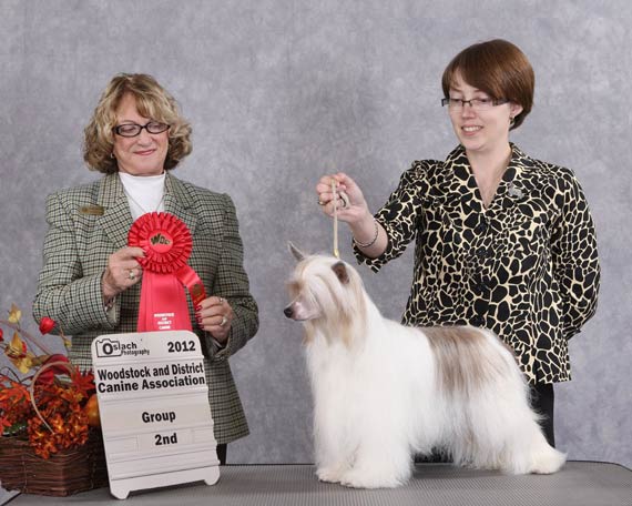 Nina | AmGCH, CanCh Dokkum Reach Past The Stars RN CGN