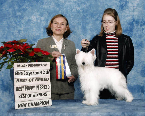 NV | CanCH Crestars Sweet Pleazures RN CGN