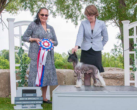 Toque | BISS CanGCH PNG Curlious Bundle Up CGN