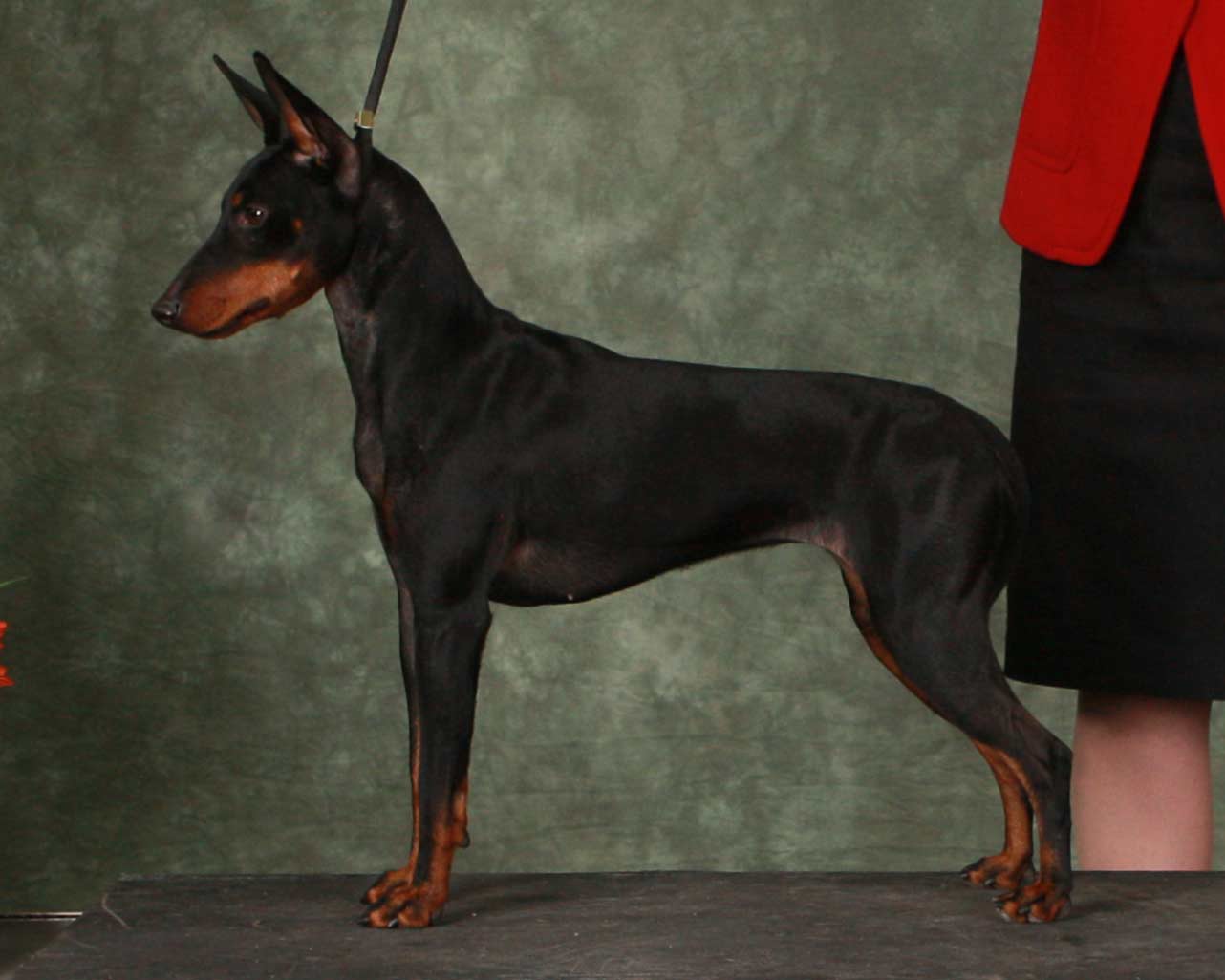 Alibi completing her Canadian Cmhampionship, breeder-owner-handled by Kate Barnett | BPISS CH Curlious I Rest My Case RN VN NTD