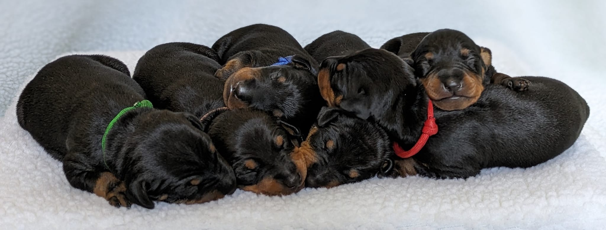 The Criminals | Born in 2023 (Nixon x Rey) | 4 females, 2 males