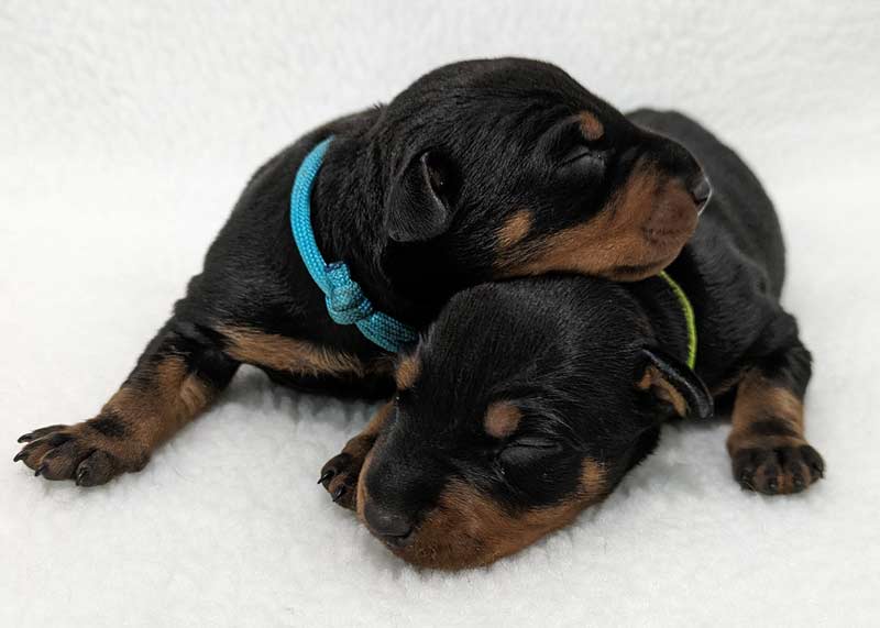 The Mondegreens | Born in 2024 (Eggsy x Rey) | 2 males