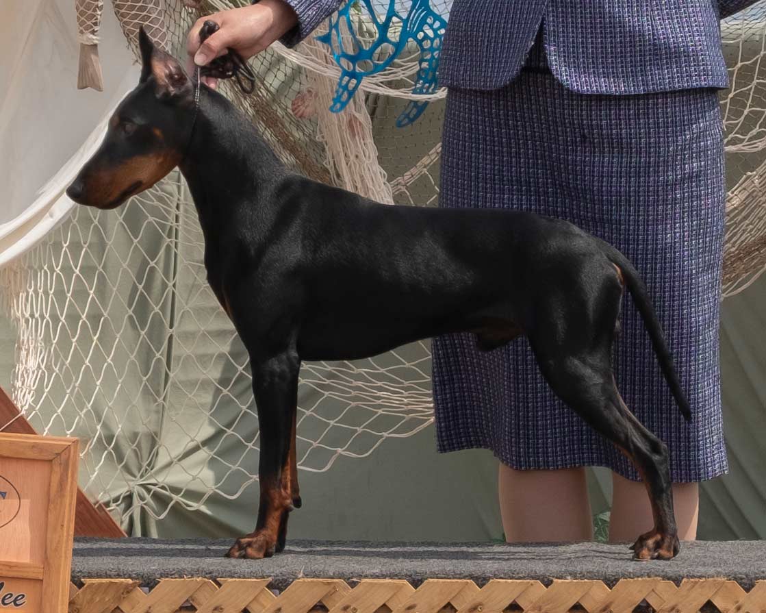 Domino winning a Group 1st from the classes, breeder-owner-handled by Kate Barnett | Am/Can CH Curlious I'll Never Leave Your Pizza Burning ETD