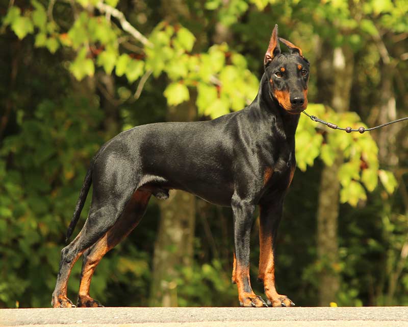 Domino at 15 months old | Am/Can CH Curlious I'll Never Leave Your Pizza Burning ETD