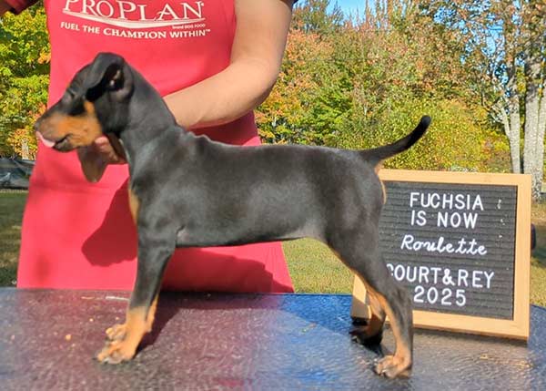 Roulette | Curlious I Call The Shots At Daredevil ATD SD-S