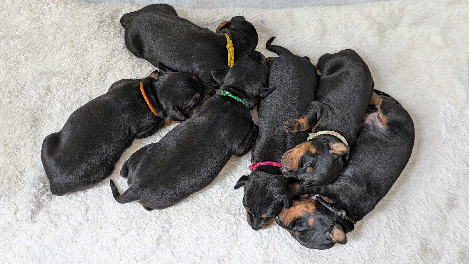 The Lucky Shots | Born in 2025 (Court x Rey) | 4 females, 2 males