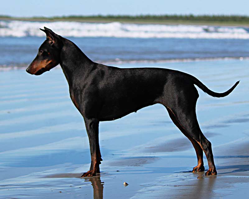 Rey at 20 months old | RBIS GCHB Raintree Earendil I Can Handle Myself RA VB ETD FITG CHOF CROM