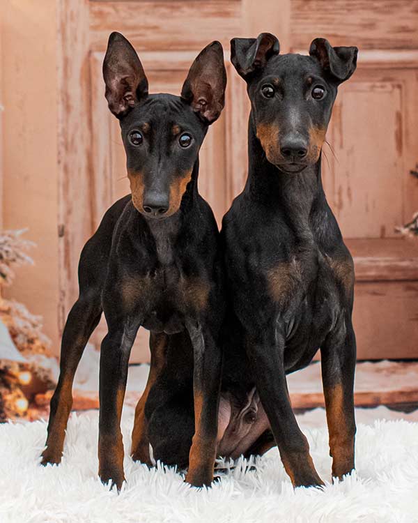 Littermates Yolo and Mongo