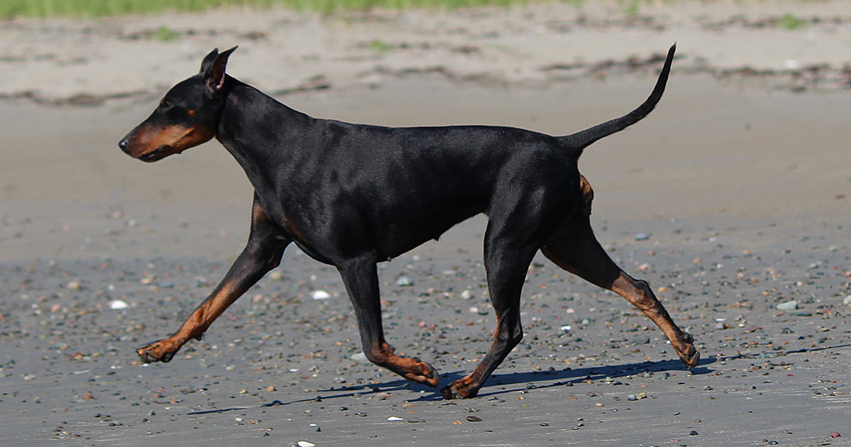 a small, short-haired black and tan manchester terrier trotting on a beach