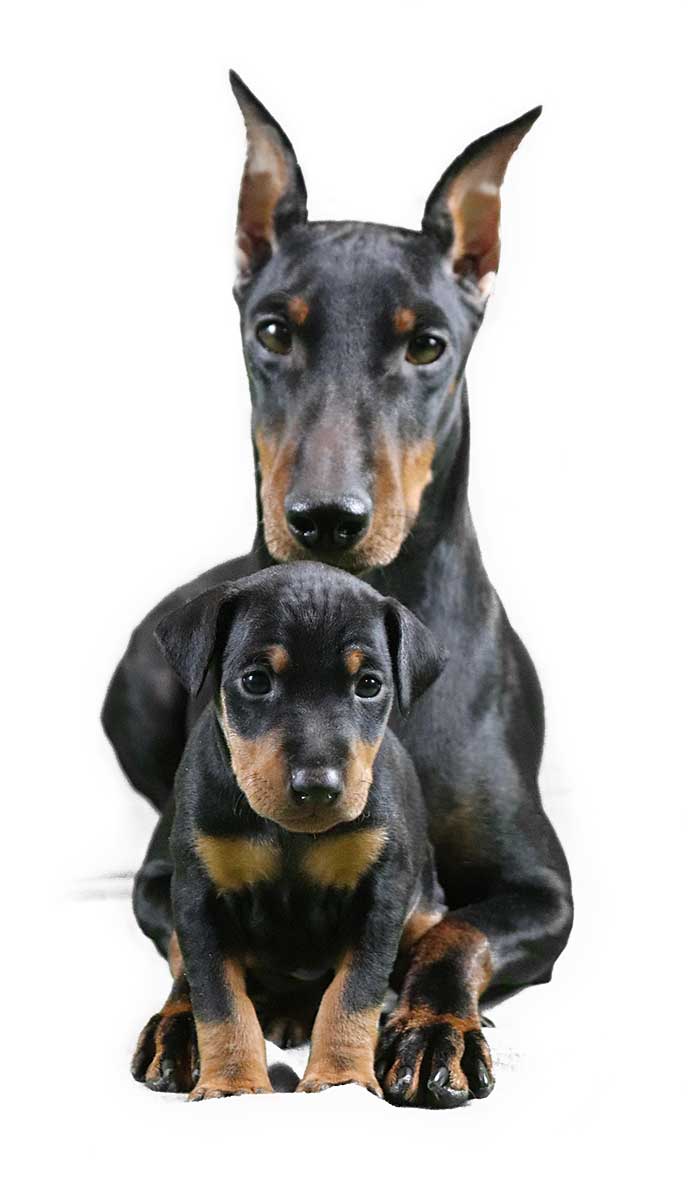 Rey with one of her puppies